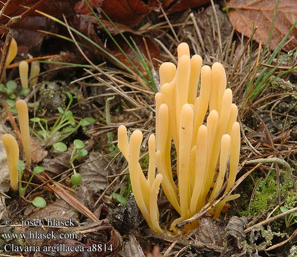 Clavaria argillacea DK: Lerfarvet kollesvamp FI: rahkanuijakas NL: Heideknotszwam DE: Heide-Keulchen Gelbstielige Keule PL: goździeniec gliniasty NO: Torvkollesopp