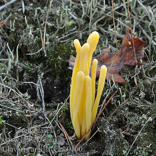 Kyjanka hlínová Hedfingersvamp Clavaria argillacea Lerfarvet køllesvamp Rahkanuijakas Heideknotszwam Heide-Keulchen Gelbstielige Keule Goździeniec gliniasty íl Torvkøllesopp