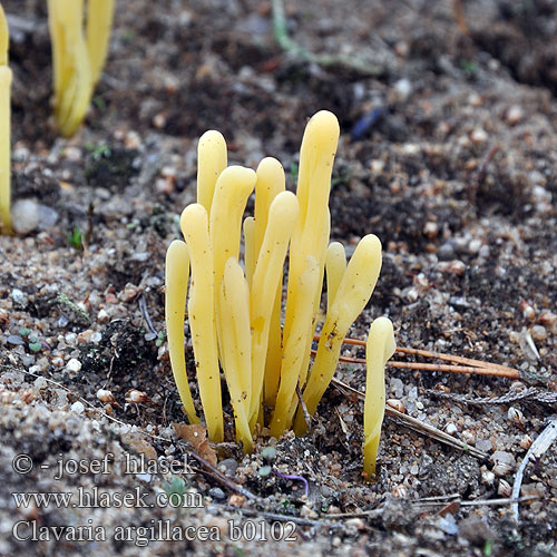 Clavaria argillacea b0102