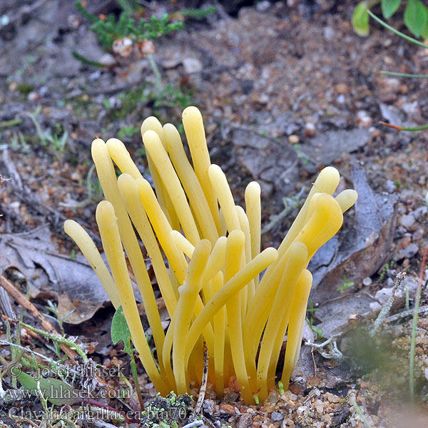 Heide-Keulchen Gelbstielige Keule Goździeniec gliniasty íl Torvkøllesopp Kyjanka hlínová Hedfingersvamp Clavaria argillacea