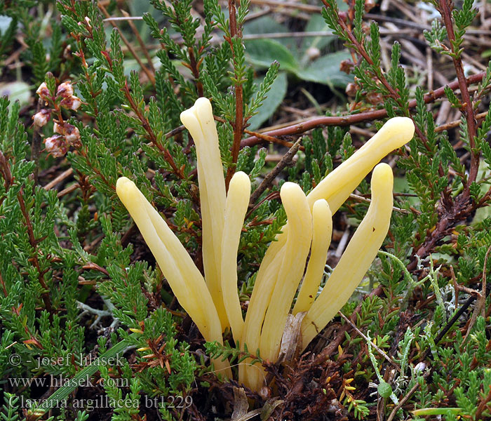 Clavaria_argillacea_bt1229