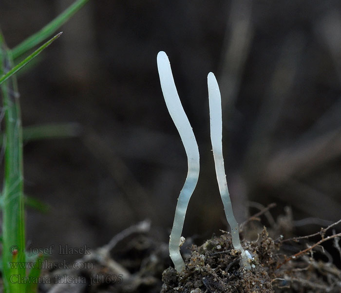 Clavaria falcata acuta Kyjanka špičatá Weisses Spitzkeulchen Spitse knotszwam
