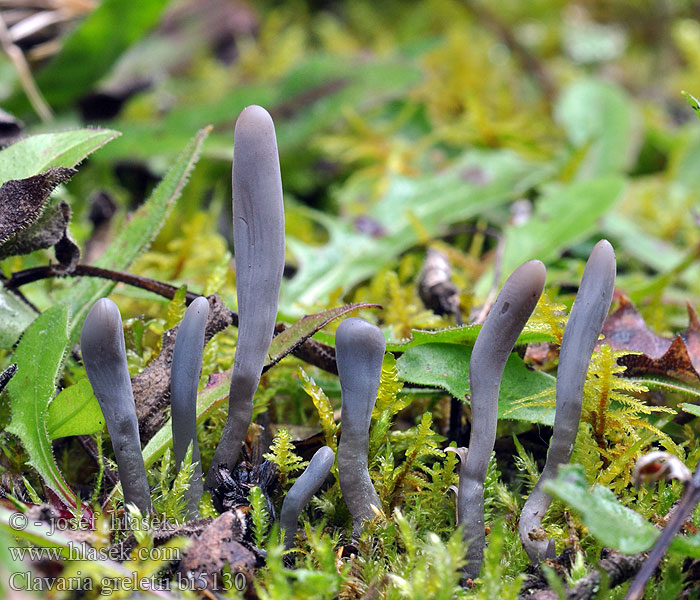 Clavaria greletii Dark Club Donkere knotszwam Bläuliche Keulchen Kyjačik Greletov