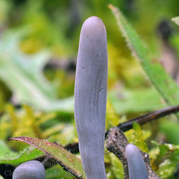 Clavaria greletii bi5138