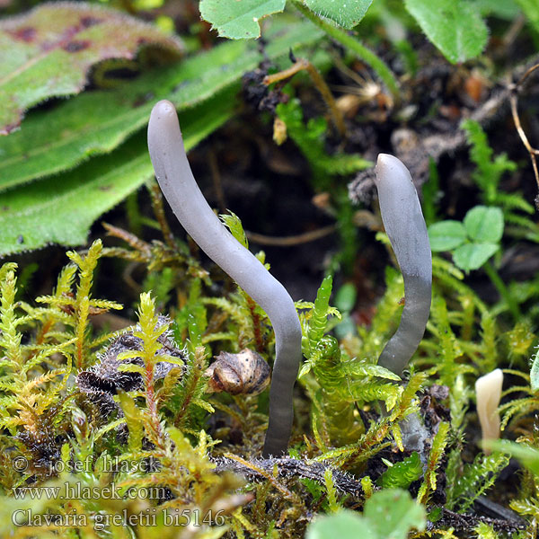 Clavaria greletii bi5146