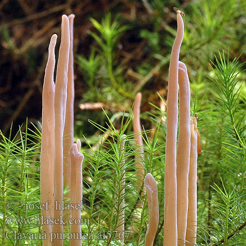 Clavaria purpurea Purple Spindles Fairy Coral Club Kyjanka purpurová Kyjačik purpurový Purpurgrå køllesvamp Goździeniec purpurowy 자주국수버섯 Purppuranuijakkaat Purppura nuijakas Purpurfingersvamp Clavaire pourprée ムラサキナギナタタケ Purpurfarbige Keule Gråfiolett køllesopp Клавария пурпурная