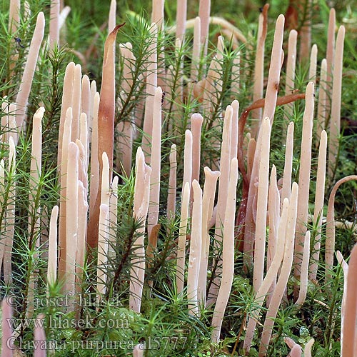 Clavaria purpurea al5777