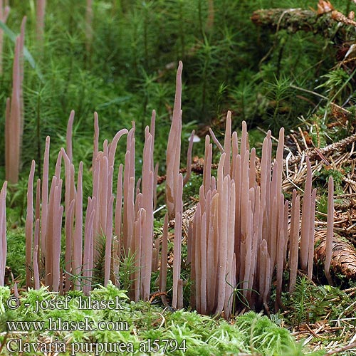 Clavaria purpurea al5794