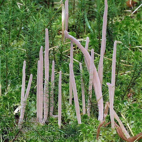 Purpurfingersvamp Clavaire pourprée ムラサキナギナタタケ Purpurfarbige Keule Gråfiolett køllesopp Клавария пурпурная Clavaria purpurea Purple Spindles Fairy Coral Club Kyjanka purpurová Kyjačik purpurový Purpurgrå køllesvamp Goździeniec purpurowy 자주국수버섯 Purppuranuijakkaat Purppura nuijakas