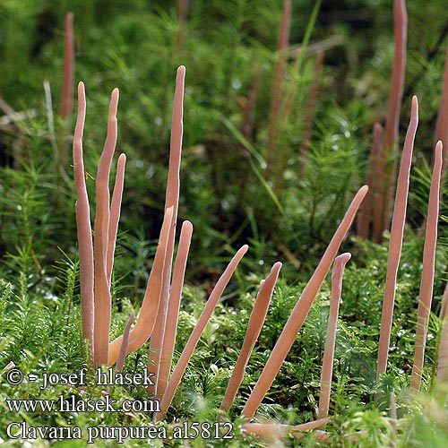 Purpurfarbige Keule Gråfiolett køllesopp Клавария пурпурная Clavaria purpurea Purple Spindles Fairy Coral Club Kyjanka purpurová Kyjačik purpurový Purpurgrå køllesvamp Goździeniec purpurowy 자주국수버섯 Purppuranuijakkaat Purppura nuijakas Purpurfingersvamp Clavaire pourprée ムラサキナギナタタケ