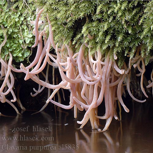 Clavaria purpurea al5835