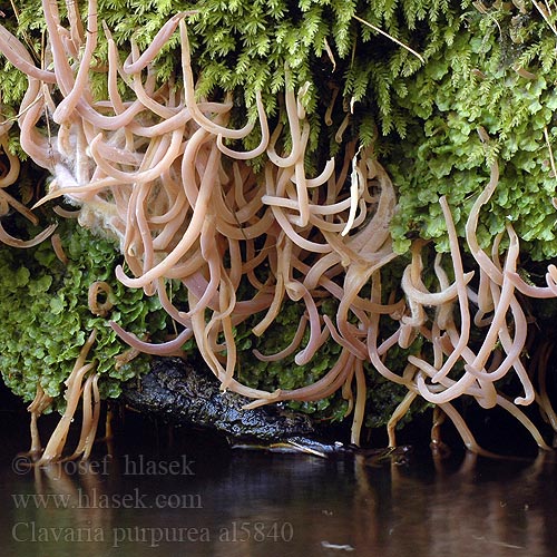 Clavaria purpurea al5840