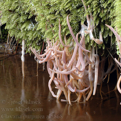 Clavaria purpurea al5868