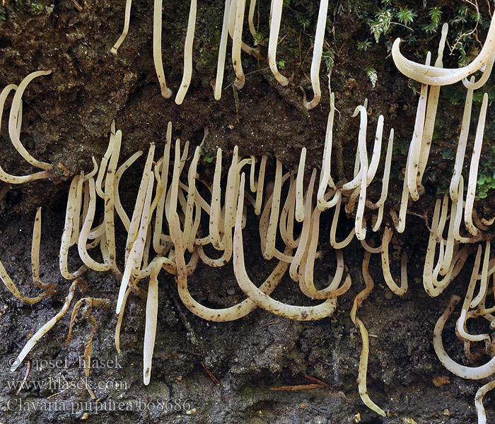 Clavaria_purpurea_bo8686