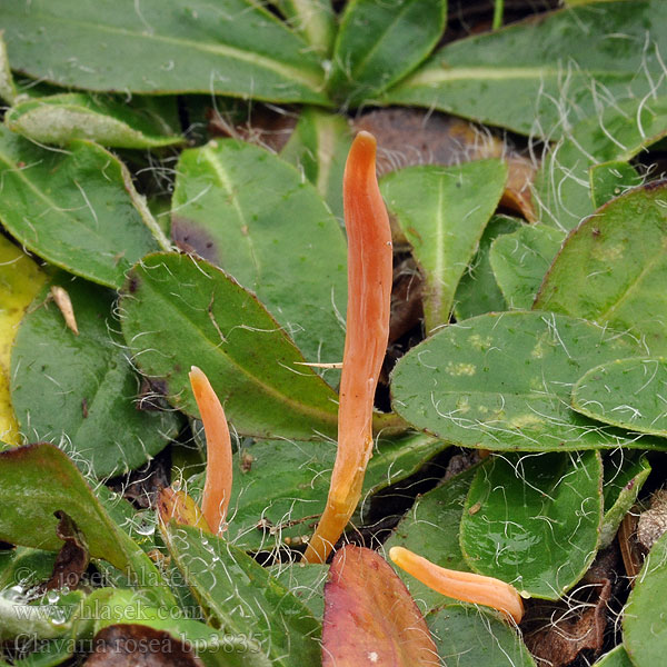 Clavaria rosea Kyjanka růžová Lachsrosa Keulchen Kyjačik ružový