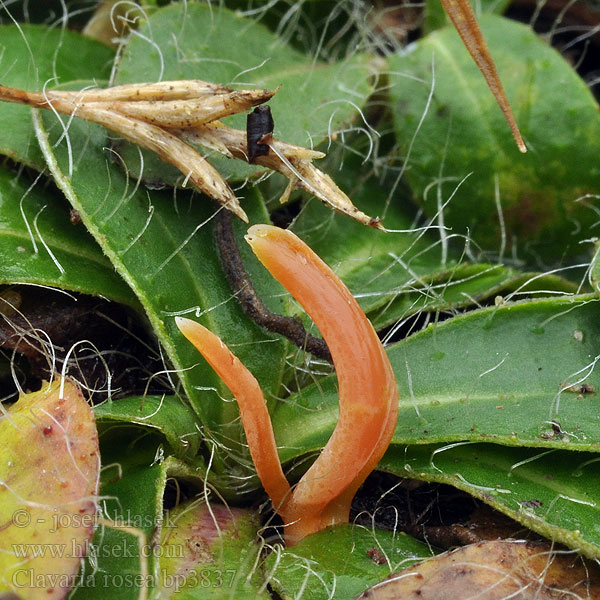 Clavaria_rosea_bp3837