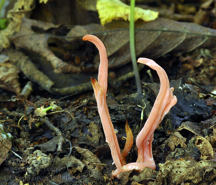 Clavaria rosea Kyjanka růžová Rosenrød køllesvamp