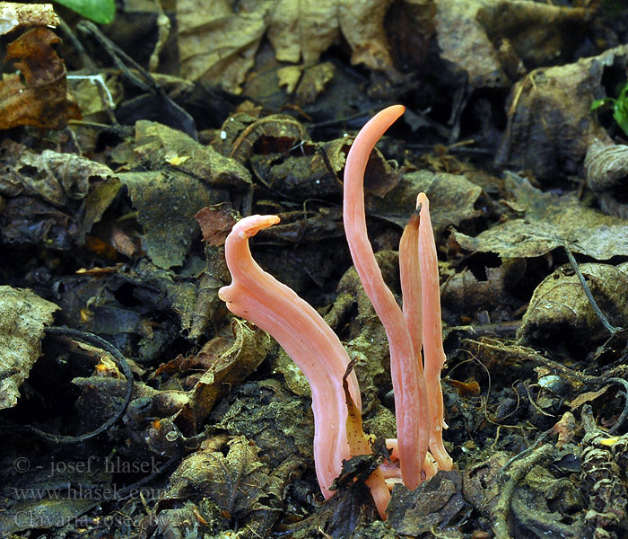 Clavaria rosea Rosenfingersvamp Rusonuijakas