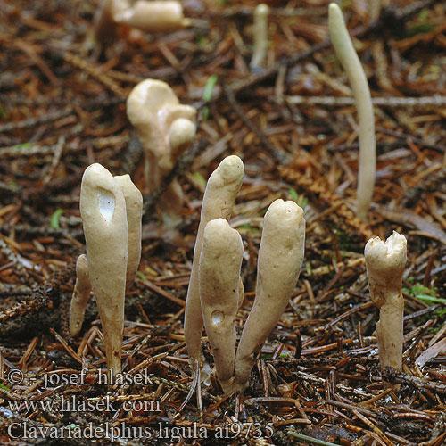 Clavariadelphus ligula Clavaria Kyj jazýčkovitý Kyjak jazykovitý