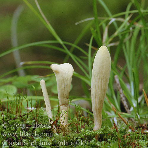 Clavariadelphus ligula コスリコギタケ 붉은방망이싸리버섯