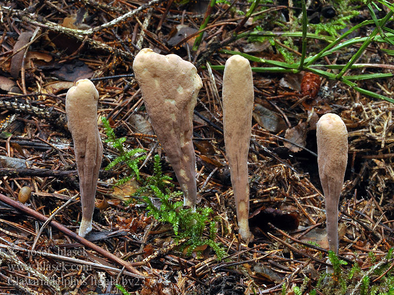 Clavariadelphus ligula Zungen-Keule Zungenkeule