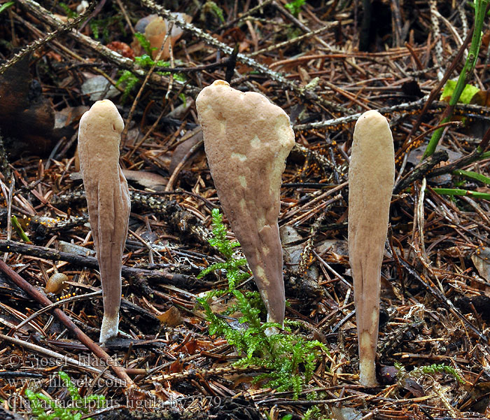 Clavariadelphus ligula Jezikasti kijec Clavaria