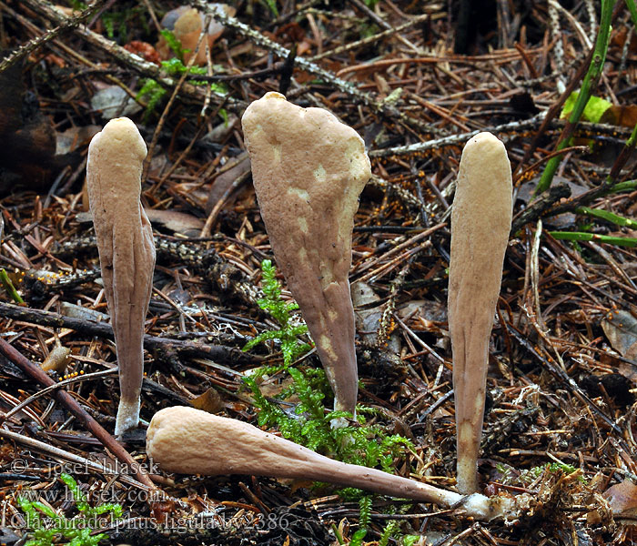 Clavariadelphus ligula Clavaria Kyj jazýčkovitý