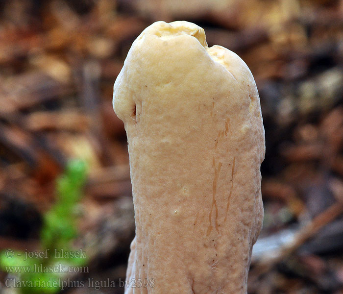 Clavariadelphus ligula Buławka spłaszczona Strap-Shaped Coral