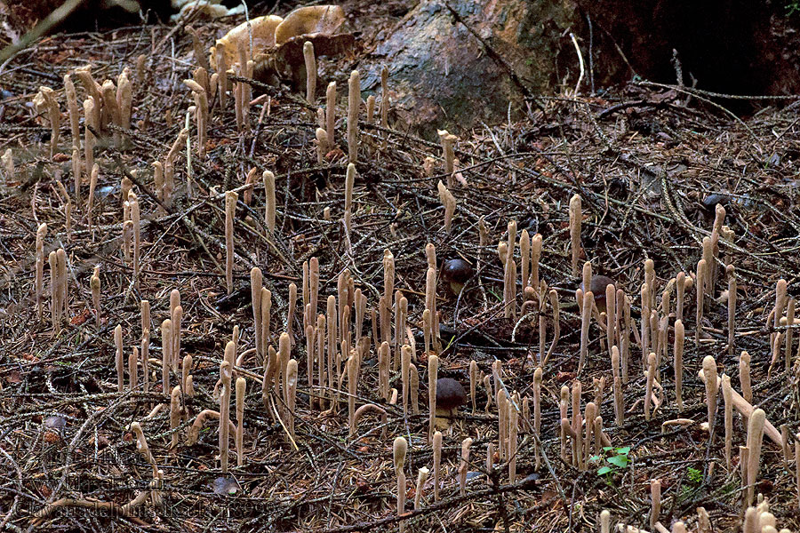 Clavariadelphus ligula