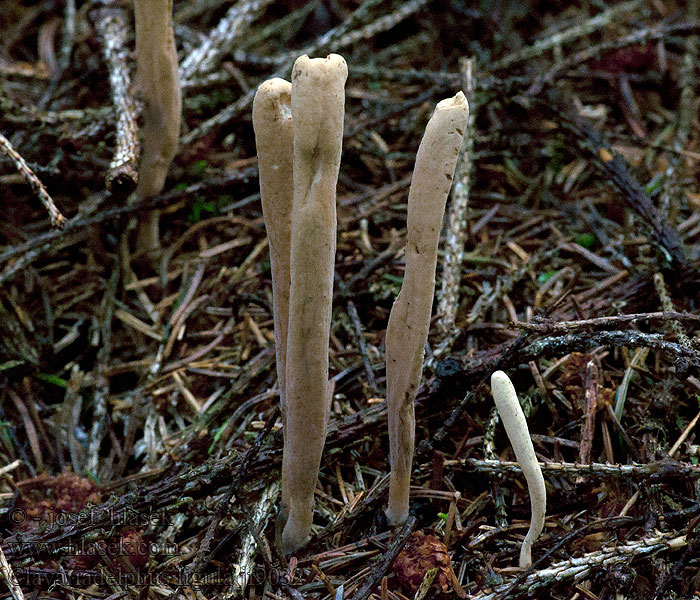 Рогатик язычковый Buławka spłaszczona Clavariadelphus ligula