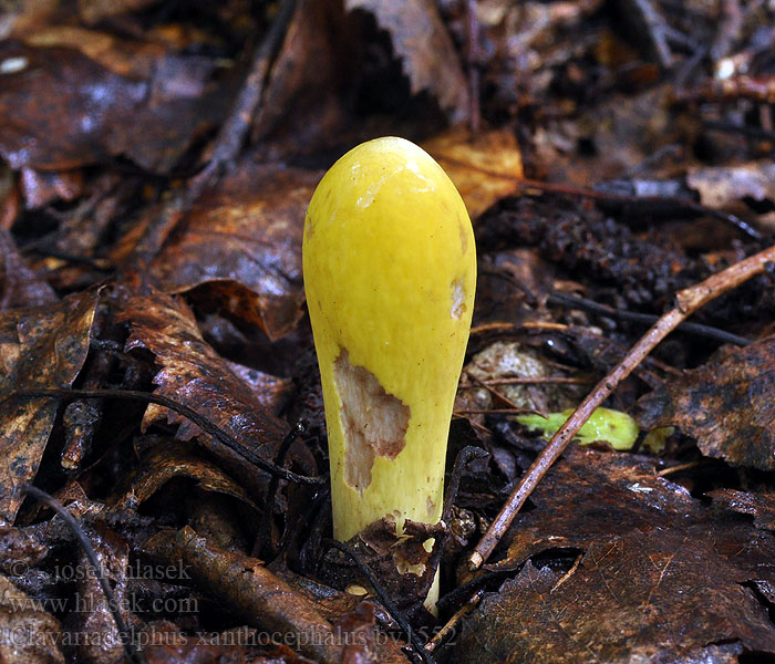 Clavariadelphus xanthocephalus