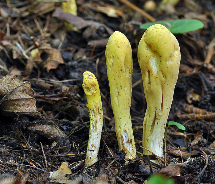 Clavariadelphus xanthocephalus Gelbköpfige Herkuleskeule