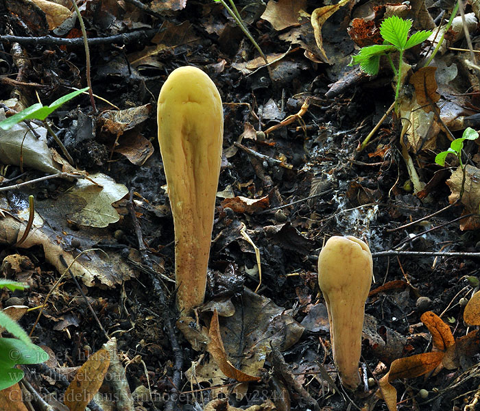 Kyj žlutotemenný Clavariadelphus xanthocephalus