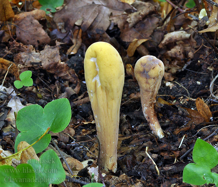 Kyjak citrónovožltý Clavariadelphus xanthocephalus