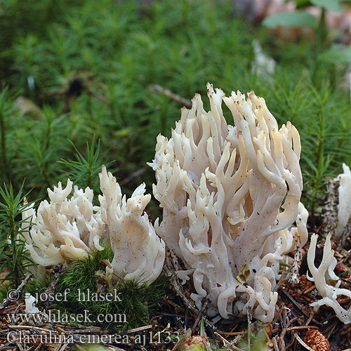 Clavulina cinerea Kuřátečko šedé popelavé Grauer Korallenpilz Graue Koralle Asgrauwe koraalzwam Goździeńczyk popielaty Gray Coral Konárovka popolavá Clavaire cendrée ハイイロカレエダタケ Grå troldkølle fingersopp fingersvamp Szürke korallgomba Kоралл серый Siva grivača