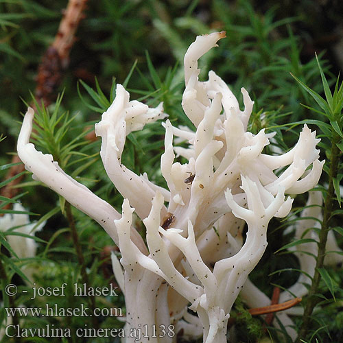 Clavulina cinerea Goździeńczyk popielaty Gray Coral Konárovka popolavá Clavaire cendrée ハイイロカレエダタケ Grå troldkølle fingersopp fingersvamp Szürke korallgomba Kоралл серый Siva grivača Kuřátečko šedé popelavé Grauer Korallenpilz Graue Koralle Asgrauwe koraalzwam