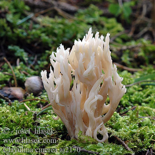 Clavulina cinerea ハイイロカレエダタケ Grå troldkølle fingersopp fingersvamp Szürke korallgomba Kоралл серый Siva grivača Kuřátečko šedé popelavé Grauer Korallenpilz Graue Koralle Asgrauwe koraalzwam Goździeńczyk popielaty Gray Coral Konárovka popolavá Clavaire cendrée