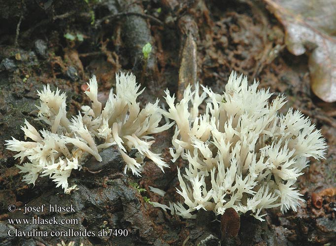Clavulina coralloides ab7490