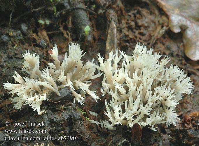 Clavulina coralloides Kuřátečko hřebenité Crested Coral Konárovka hrebenitá Kammförmige Koralle Keulenpilz Kammkoralle Goździeńczyk grzebieniasty Clavaire crête Witte koraalzwam Kam-troldkølle Kamfingersopp Kamfingersvamp Grebenasta grivača