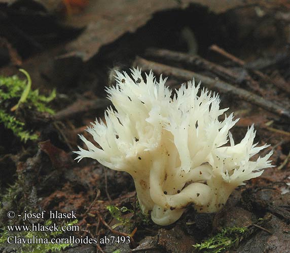 Clavulina coralloides Kammförmige Koralle Keulenpilz Kammkoralle Goździeńczyk grzebieniasty Clavaire crête Witte koraalzwam Kam-troldkølle Kamfingersopp Kamfingersvamp Grebenasta grivača Kuřátečko hřebenité Crested Coral Konárovka hrebenitá