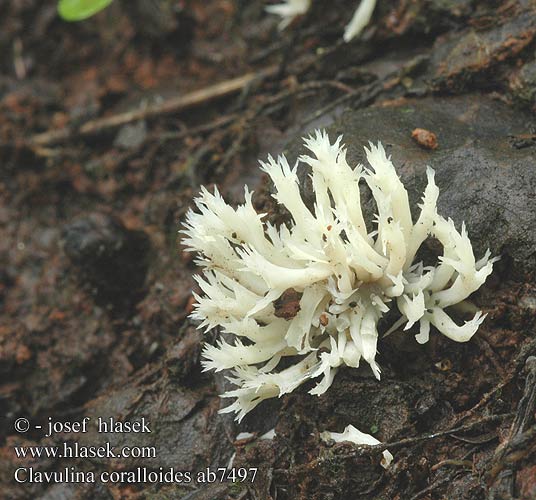 Clavulina coralloides Clavaire crête Witte koraalzwam Kam-troldkølle Kamfingersopp Kamfingersvamp Grebenasta grivača Kuřátečko hřebenité Crested Coral Konárovka hrebenitá Kammförmige Koralle Keulenpilz Kammkoralle Goździeńczyk grzebieniasty