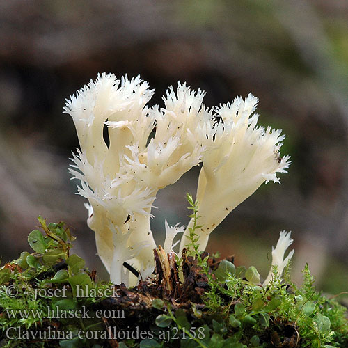 Clavulina coralloides Kamfingersopp Kamfingersvamp Grebenasta grivača Kuřátečko hřebenité Crested Coral Konárovka hrebenitá Kammförmige Koralle Keulenpilz Kammkoralle Goździeńczyk grzebieniasty Clavaire crête Witte koraalzwam Kam-troldkølle