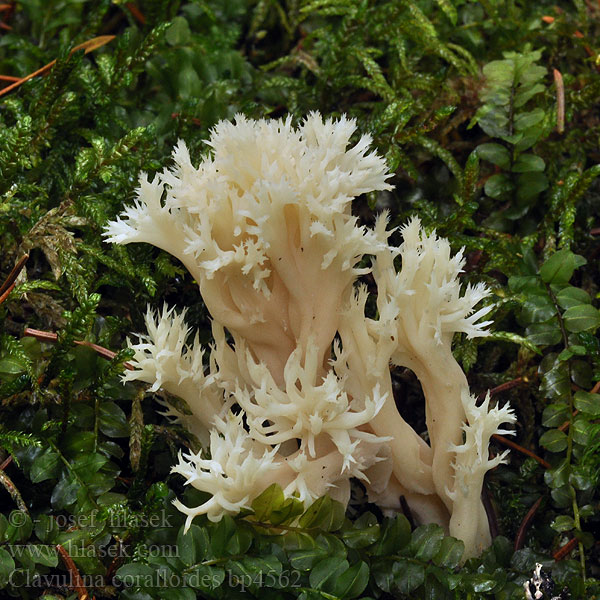 Clavulina_coralloides_bp4562