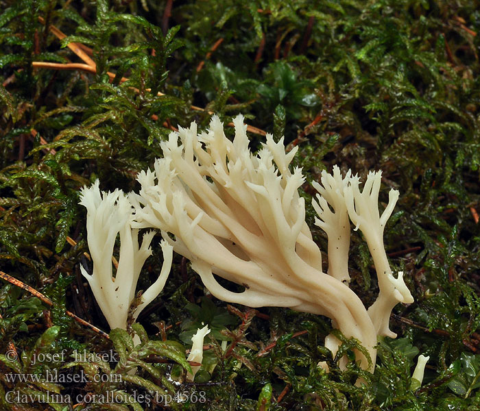 Clavulina_coralloides_bp4568