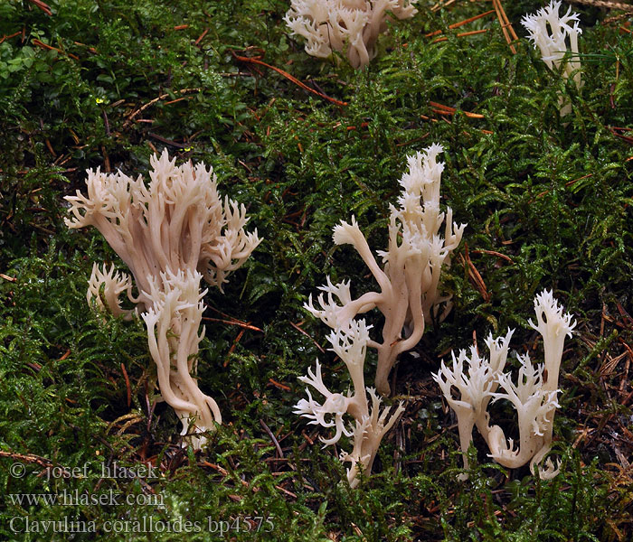 Clavulina_coralloides_bp4575
