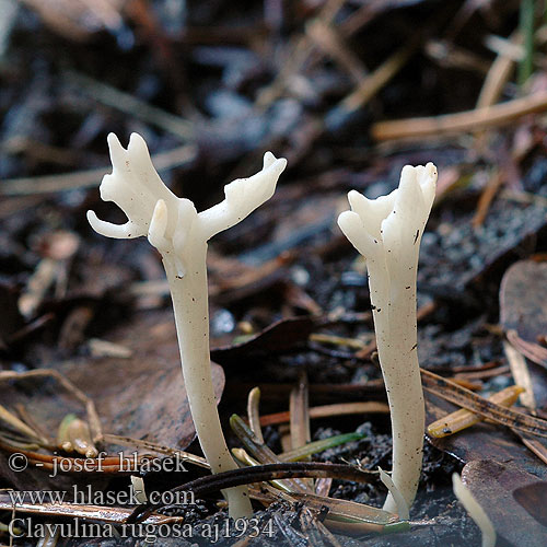 Clavulina rugosa Clavaire rugueuse Rimpelige koraalzwam Konárovka vráskavá Wrinkled Club Clavaria Rynket troldkølle fingersopp Rynkad fingersvamp Barázdás bunkógomba Brazdasta grivača Kuřátečko svraskalé Runzelige Runzliger Koralle Goździeńczyk pomarszczony