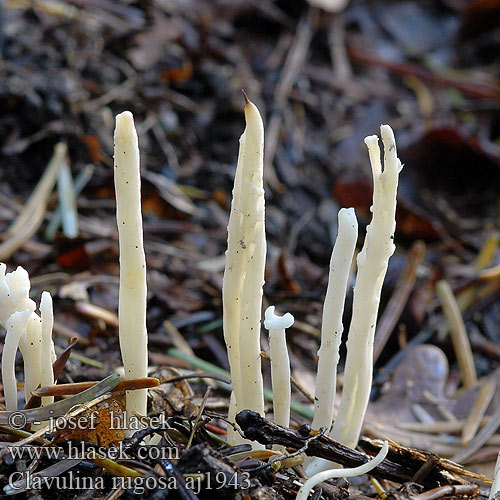 Clavulina rugosa aj1943