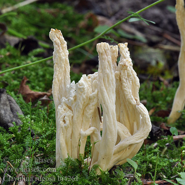 Clavulina rugosa bi4261