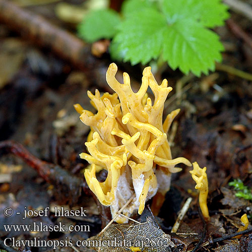 Clavulinopsis corniculata Clavaria Kyjovečka svazčitá růžkovitá Kyjovec mechový Pakonárovka parôžkovitá Geweihförmige Wiesenkoralle Eng-køllesvamp Sikkelkoraalzwam Gul småfingersopp Pогатик рожковидный Rogovilasta grivuša Ängsfingersvamp Yellow Antler Coral Weisen-Koralle Meadow