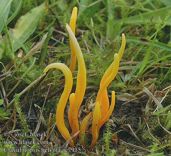 Clavulinopsis helvola Kyjovečka hnědavá Pakonárovka žltooranžová Yellow Club Goździeniowiec miodowy Rumena grivuša Livadska kijačica Clavaire jaunâtre Hagfingersvamp Orangegul køllesvamp Oranssinuijakas Gele knotszwam キソウメンタケ Goldgelbe Wiesenkeule Gul småkøllesopp Skjeggriske